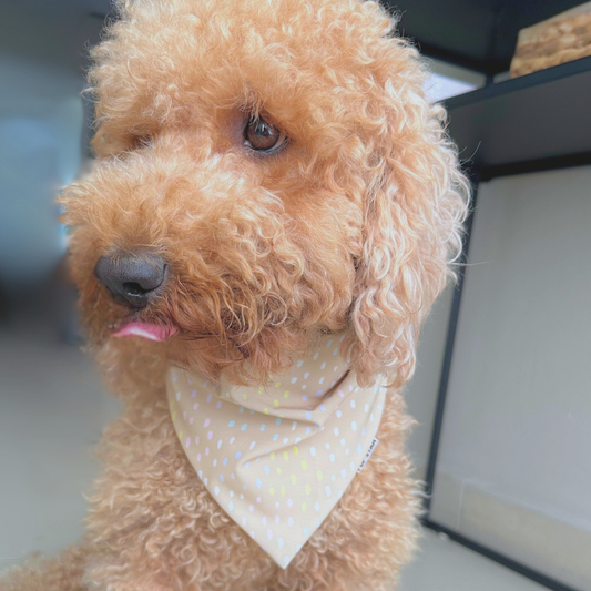COLORS IN THE SKIES DOG BANDANA (2-IN-1) *Limited Edition*