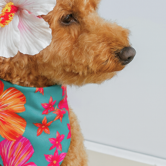 AMAPOLA DOG BANDANA