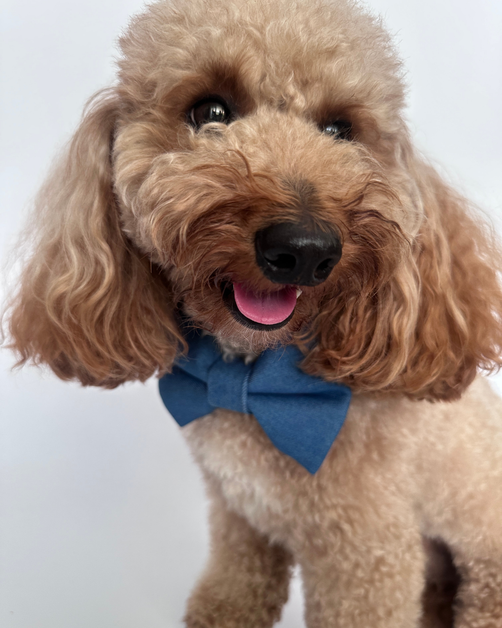 Harbor Bow Tie