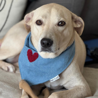 Dog bandana, denim fabric and features a plush red heart at the center a bold and adorable detail that stands out in any setting.