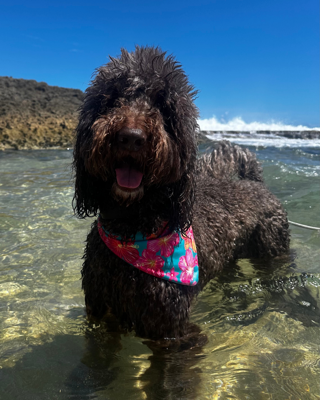 Amapola Bandana