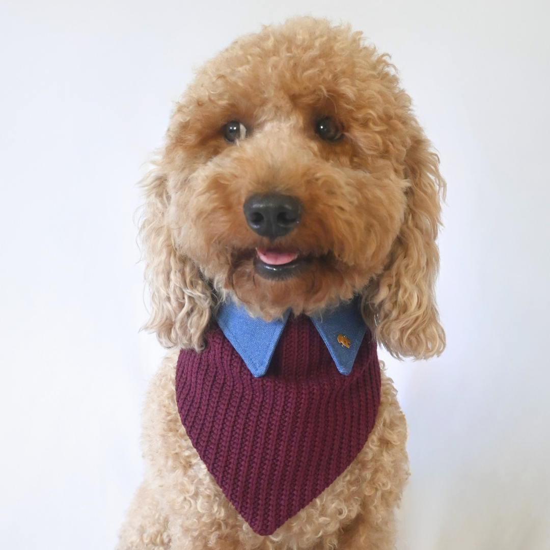 MIDNIGHT PLUM DOG BANDANA | Limited Edition*