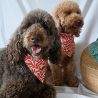 CORAL DOG BANDANA *Limited Edition*