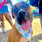 BLOOMING MORNING DOG BANDANA (2-IN-1) *Limited Edition*