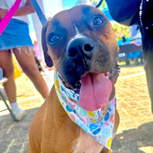 BLOOMING MORNING DOG BANDANA (2-IN-1) *Limited Edition*