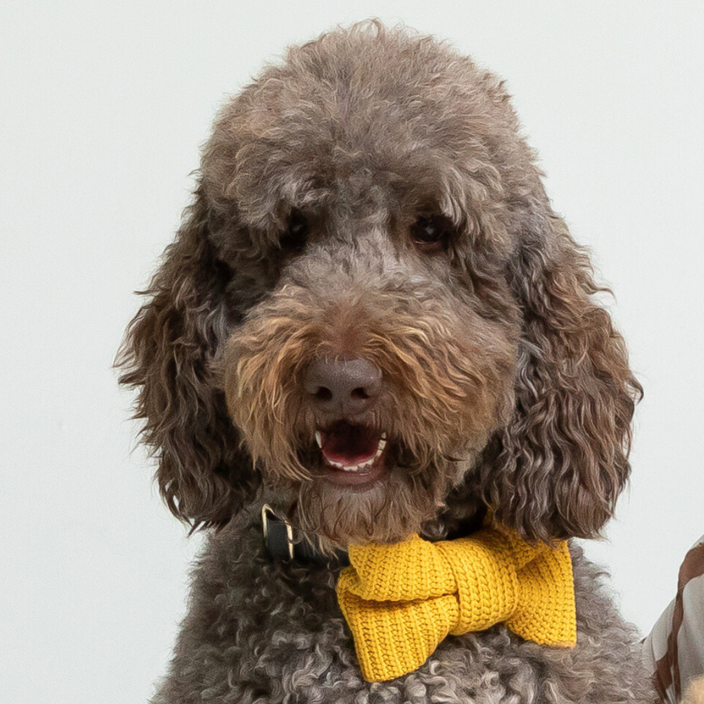 CANARY BOW TIE