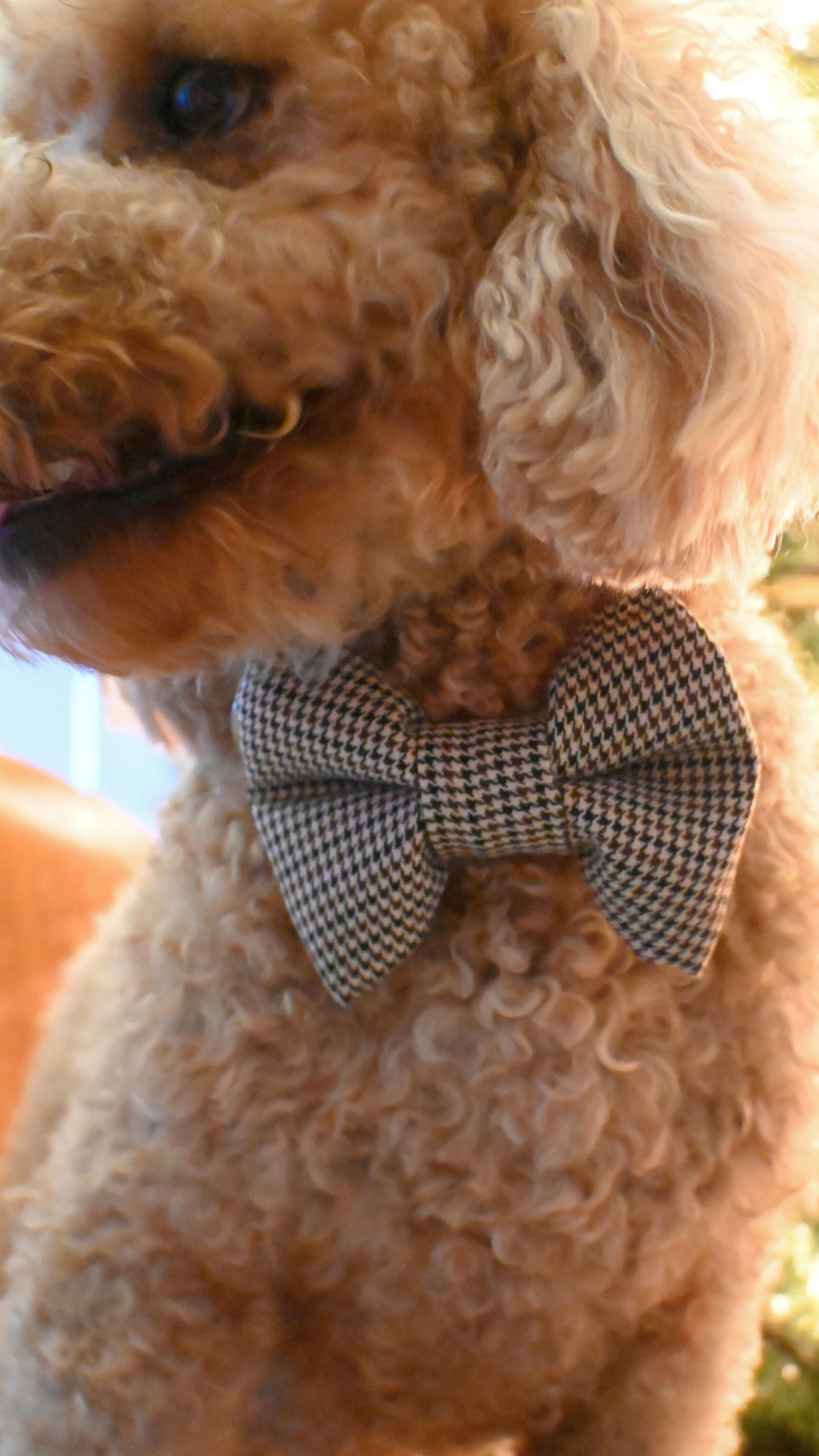 Brown and cream houndstooth dog bow tie crafted from soft cotton for a classic, elegant, and comfortable look. Easily attaches to any collar.

